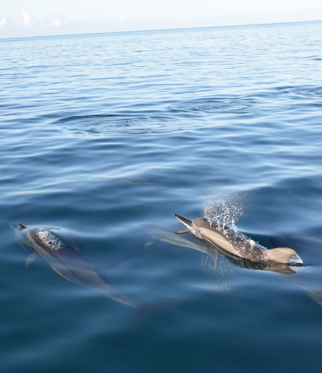 Dolphins in Mauritius