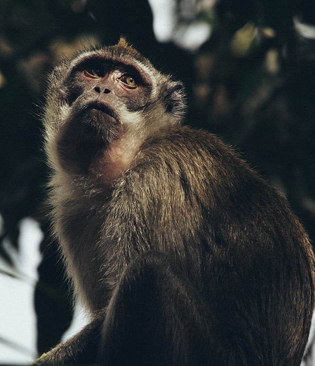 An unusual place monkey