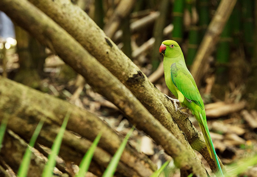 A unique Location in Mauritius Bel Ombre Nature Reserve