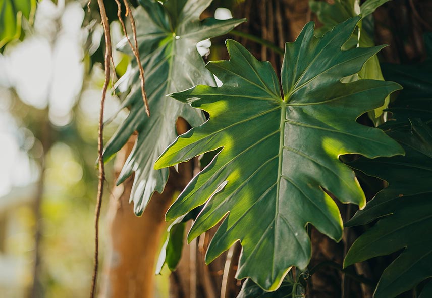 Heritage resort botanicals garden Mauritius