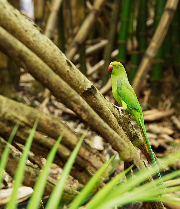 Mauritius Parakeet