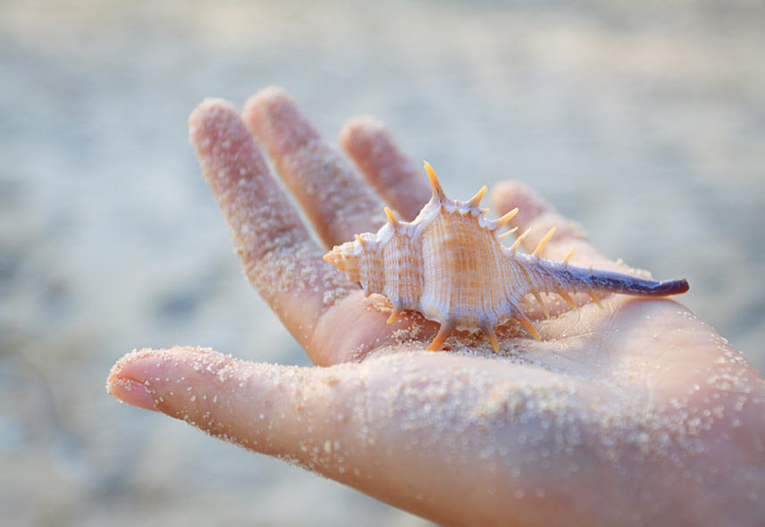 Seashells Museum in Mauritius