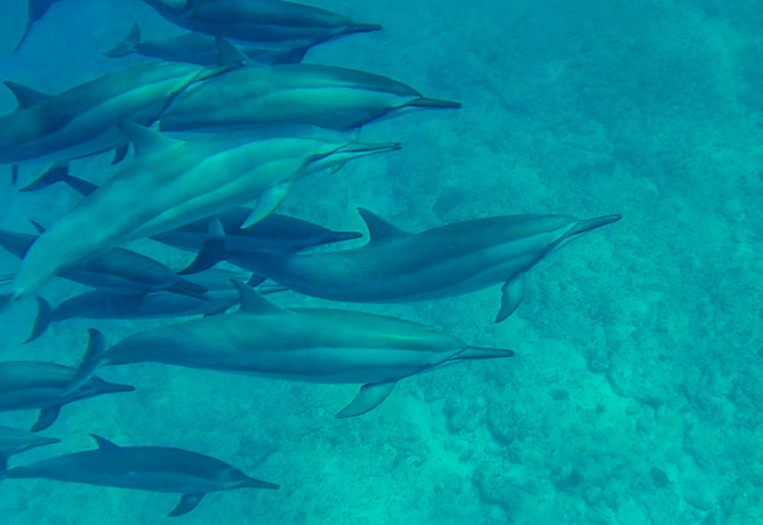 Rencontre aquatique : Dauphins de l'Île Maurice et eaux cristallines