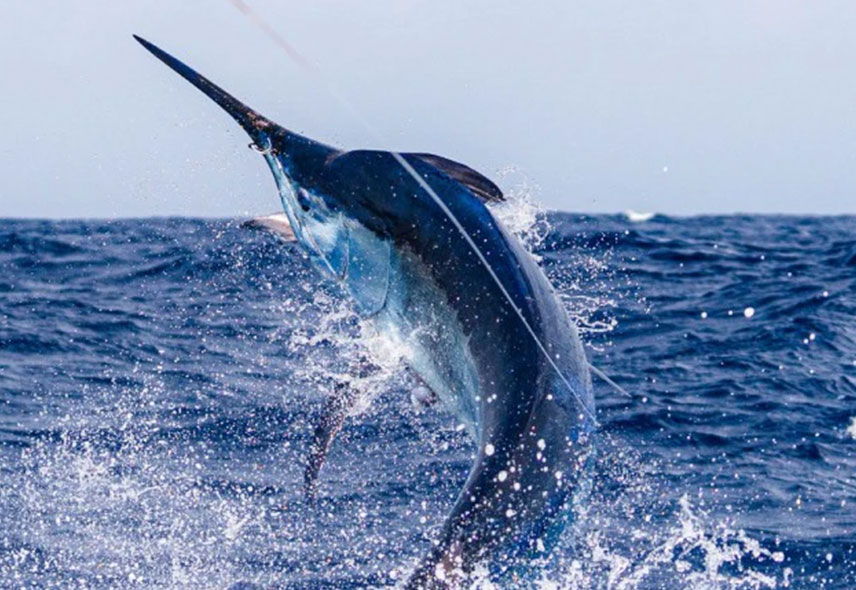 Instant captivant d'un poisson en plein saut hors de l'eau, capturé pendant une excursion de pêche sportive à l'île Maurice