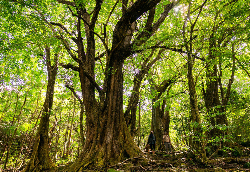 Nature & Wildlife in Mauritius - Heritage Resorts