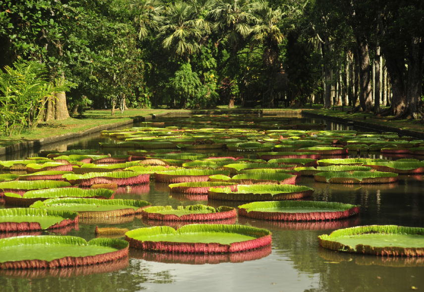 Pamplemousses Botanical Garden - Heritage Resorts