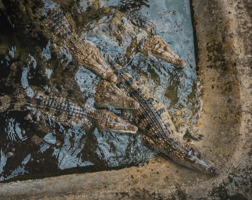 La Vanille Nature Park - An unbeatable view of the crocodile park with crocodiles