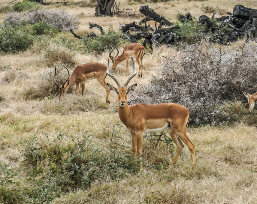 Exotic animals such as the Antelope at Casela Nature Park