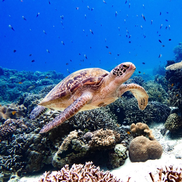 A sea turtle glides effortlessly through the ocean's waves, fish darting past its shell as it makes its way through the thriving underwater community.