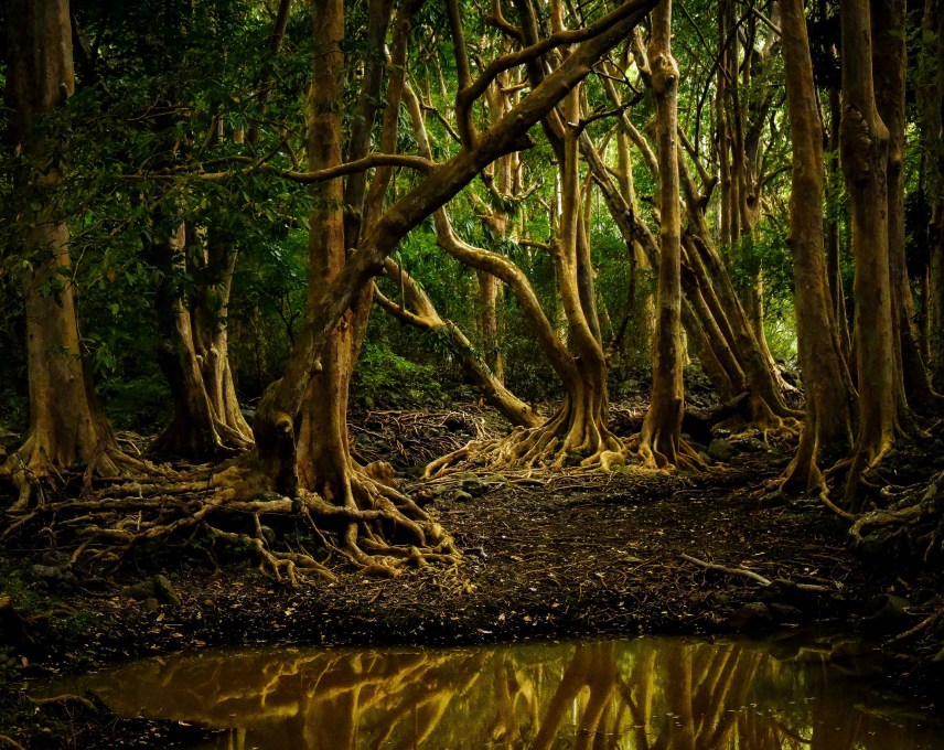The Black River Gorges National Park - Mauritius island - challenging climbs - a perfect destination for nature lovers