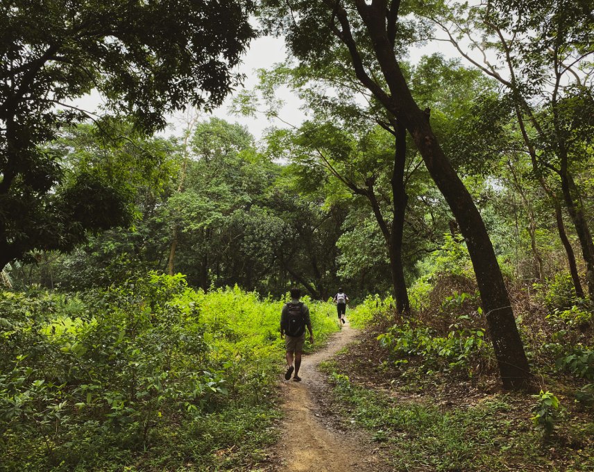 A stunning view of the Maccabee Forest in Mauritius