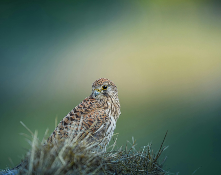 the rare mauritian kestrel resting in a protected habitat at La Vallée des Couleurs Nature Park