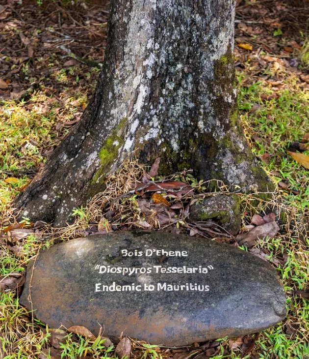 Conservation of the evergreen forest