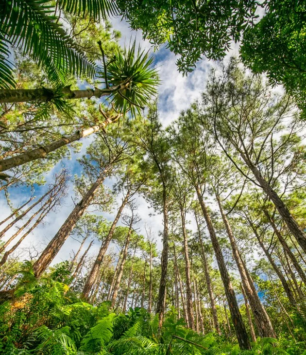 Conservation of the evergreen forest