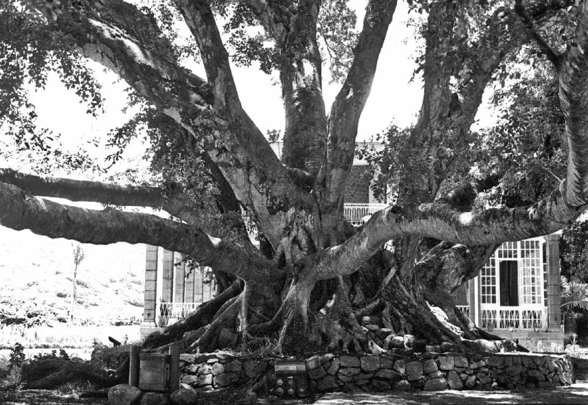 Colonial Past Mauritius