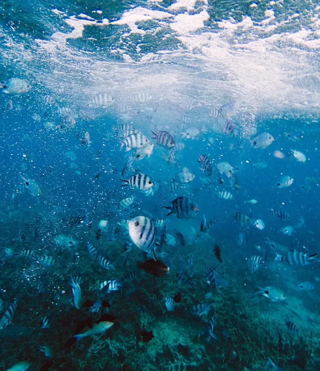 Scuba Diving with fish in Mauritius