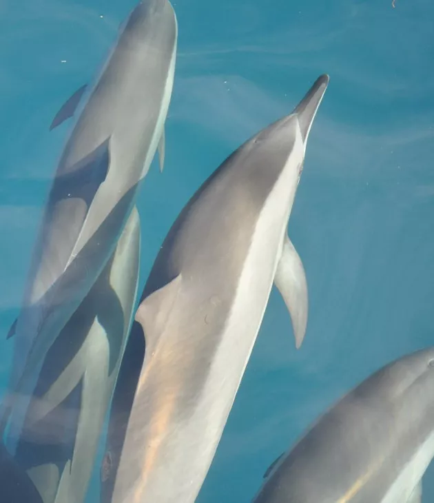 Swim dolphins in the south of Mauritius Bel Ombre