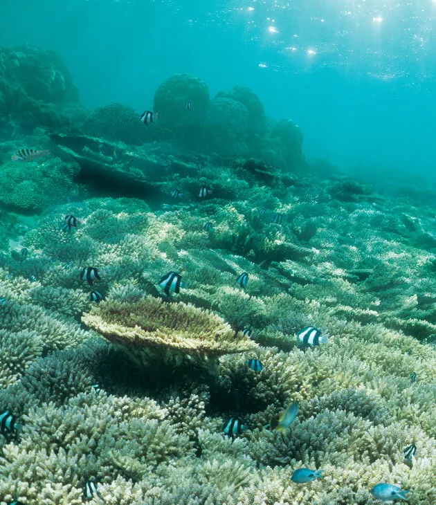 explore-marine-life-in-the-lagoon-of-mauritius