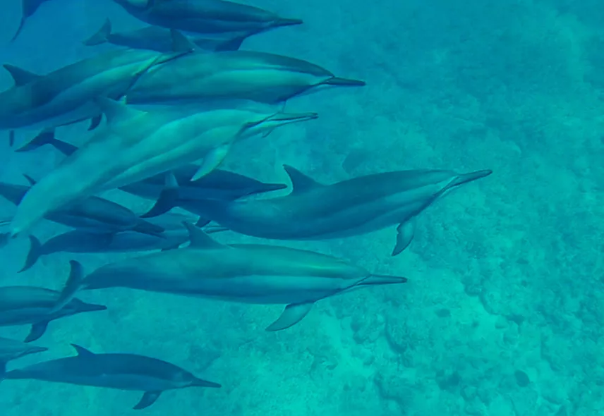 Group of dolphin in Mauritius