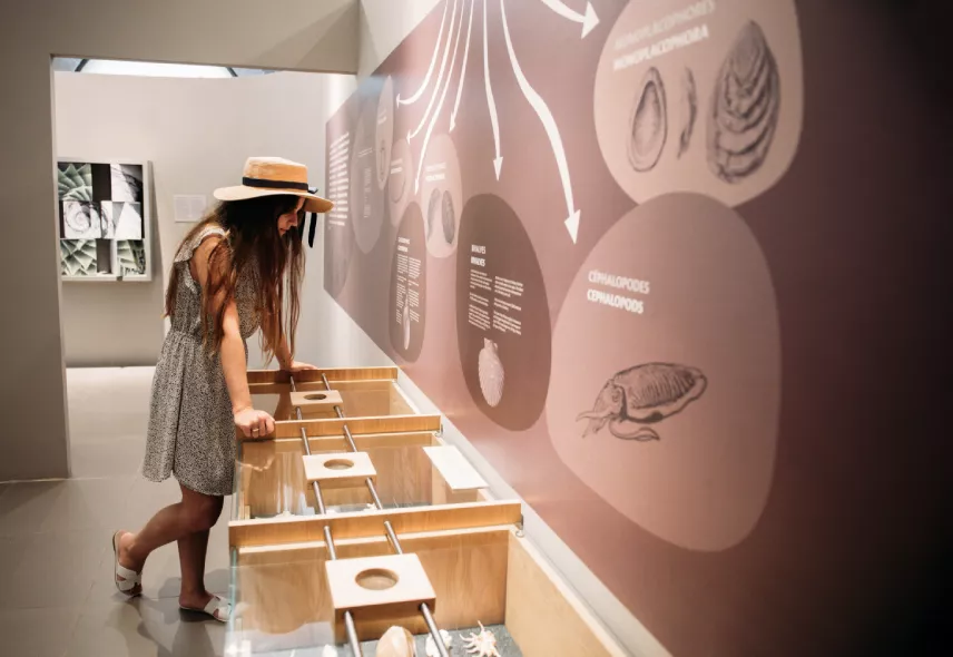 Explore the World of Seashells - Heritage Resorts
