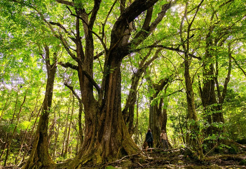 Nature & Wildlife in Mauritius - Heritage Resorts