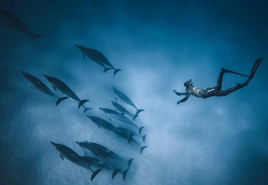Diving with dolphins at passe st.jacques in Mauritius