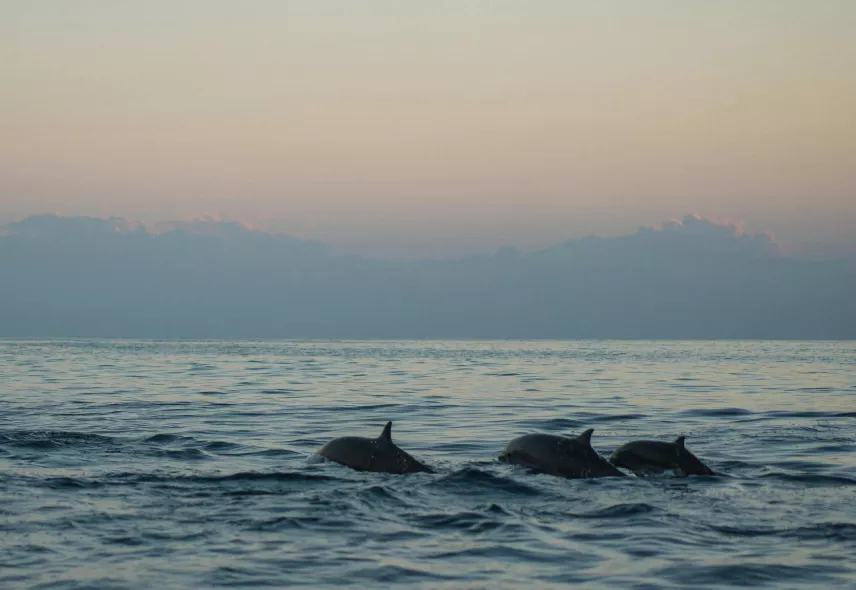 best time to watch dolphins in mauritius