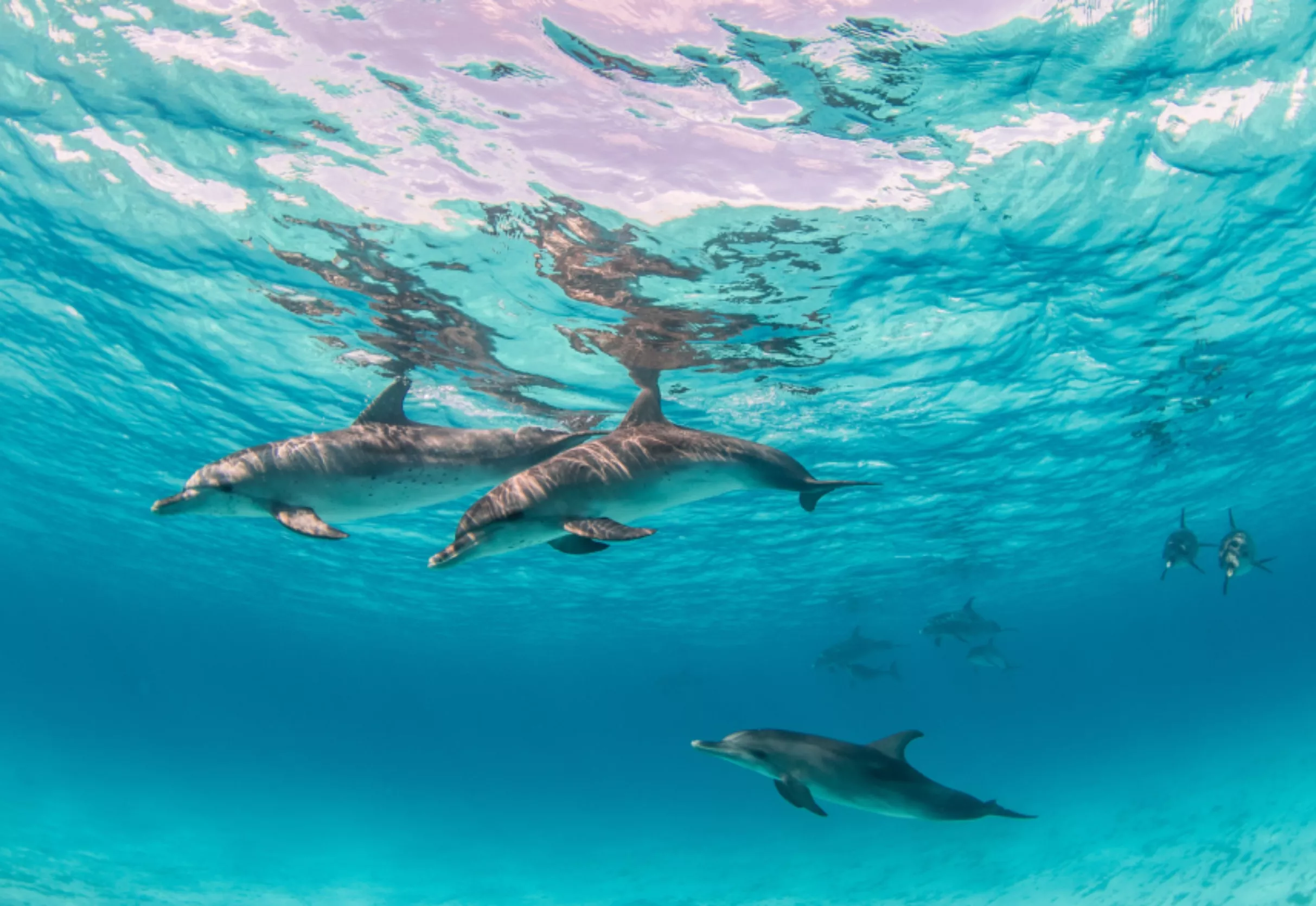 dolphin-watching-adventure