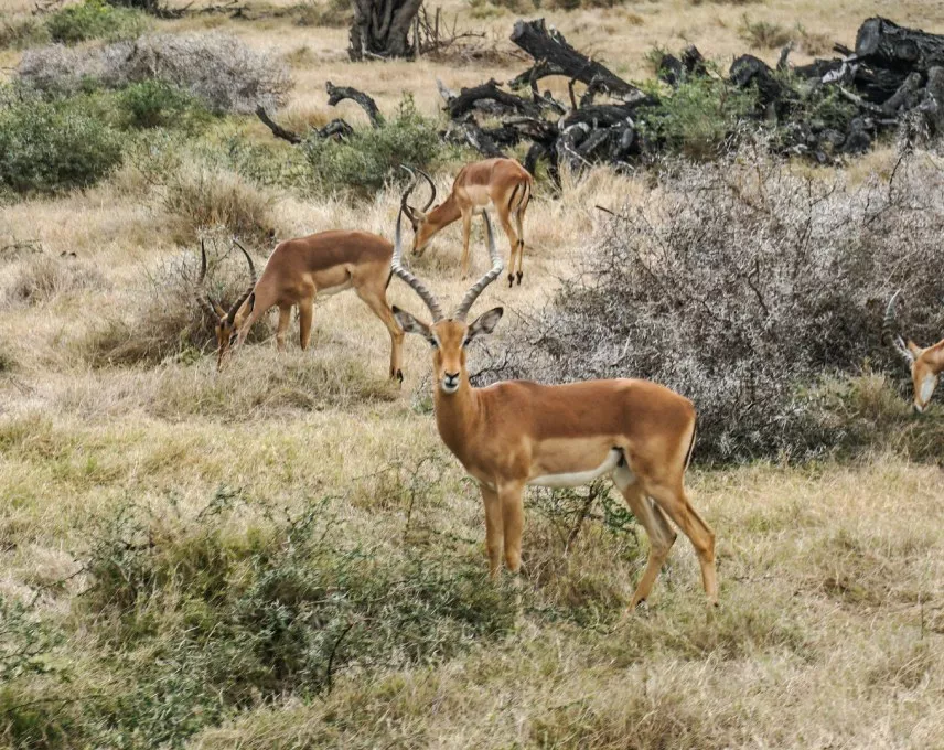 Exotic animals such as the Antelope at Casela Nature Park