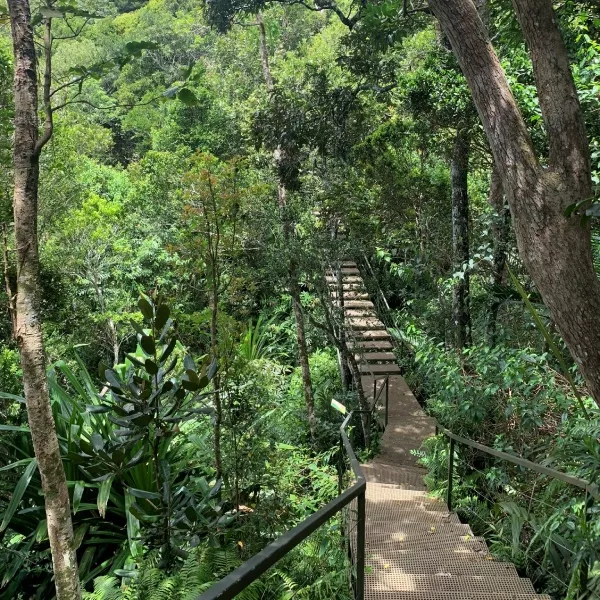 The Ebony Forest Reserve of Chamarel - A magnificent view over a nature reserve where birds enjoy every moment of freedom.