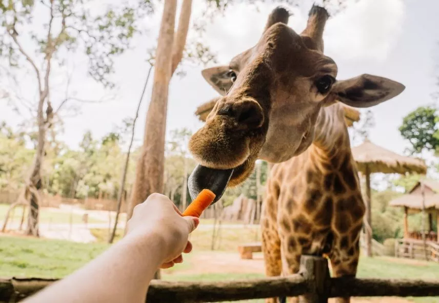 Visitor feeding a giraffe at Casela Nature Parks in Mauritius