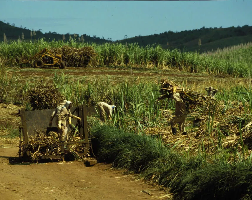 Farmers harvesting sugarcane in Mauritius under the tropical sun