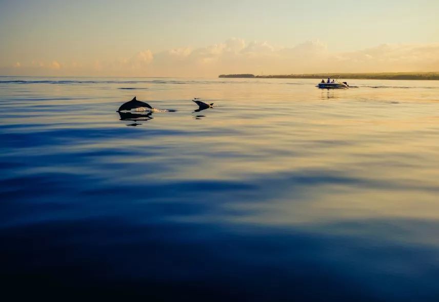 Tourists enjoying dolphin watching activity during a Mauritius holiday