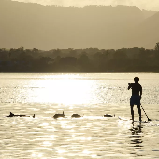 dolphin watching and swimming in south west mauritius
