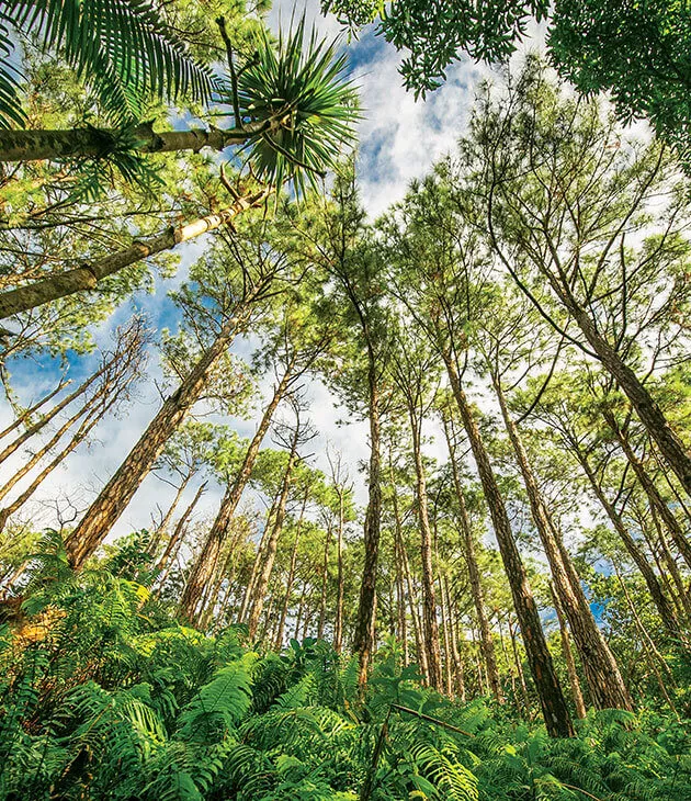 Bel Ombre Nature Reserve Heritage Resorts and Golf Mauritius
