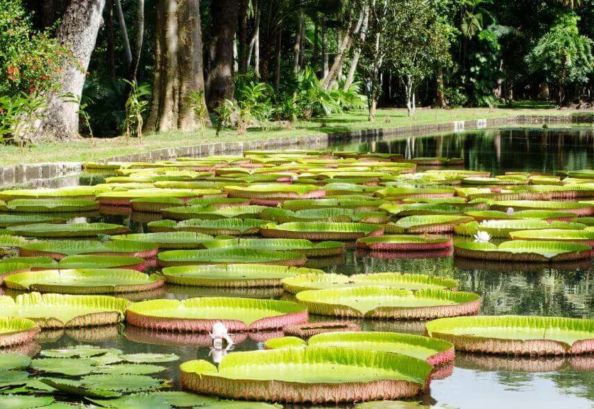 Lake at SSR Botanical Garden Pamplemousses Mauritius