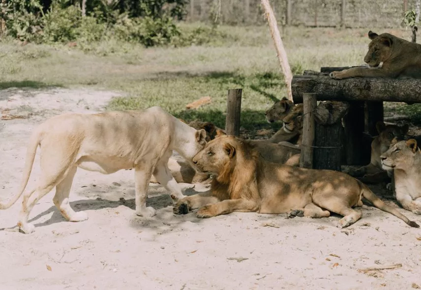 lions relaxing under shade Casela Nature Park