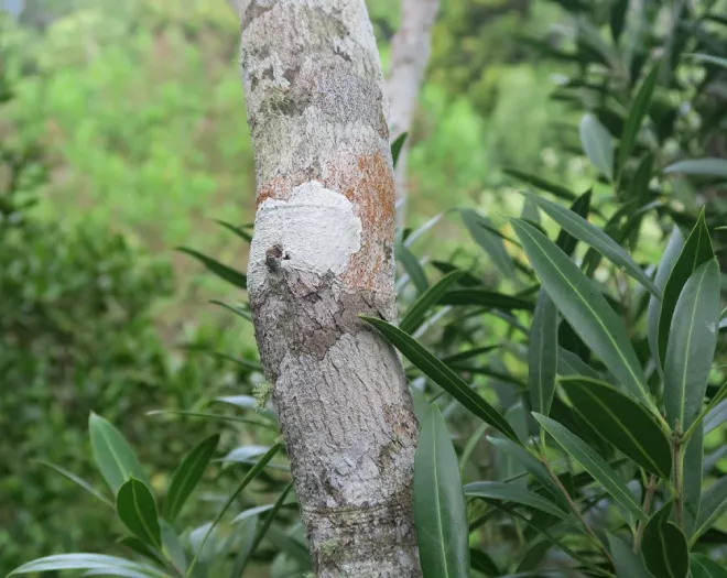 Close-up view of an ebony tree (Diospyros tessellaria) symbolising conservation at La Réserve Golf Links, Mauritius