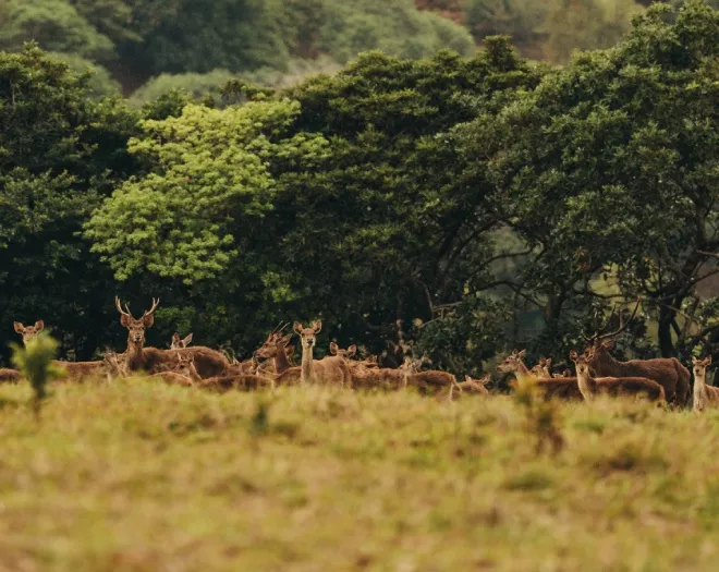 Group of deer grazing near La Réserve Golf Links, Mauritius, amidst lush greenery