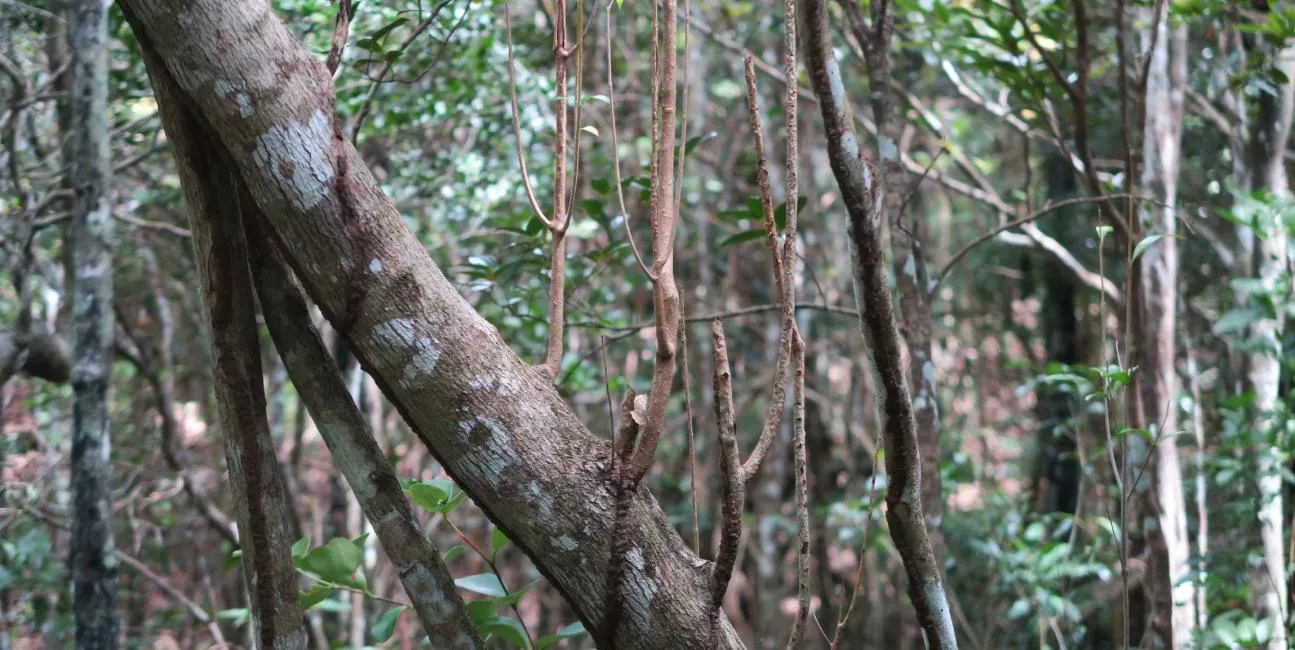 View of an ebony tree within the forest near La Réserve Golf Links, Mauritius