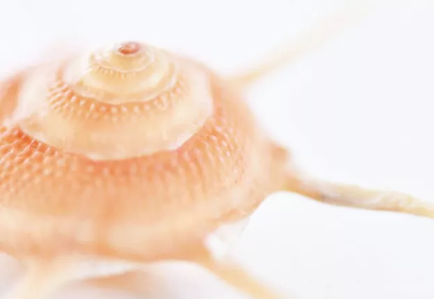 World of Seashells