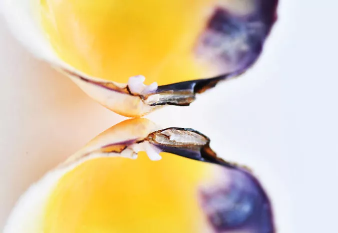 World of Seashells Bel Ombre Mauritius