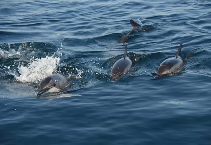 lose-up view of dolphins swimming alongside a boat during a Mauritius dolphin watching experience