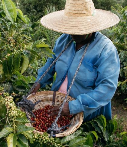 Chamarel coffee