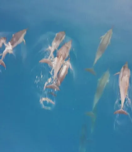 Watching Dolphins activity to do in mauritius