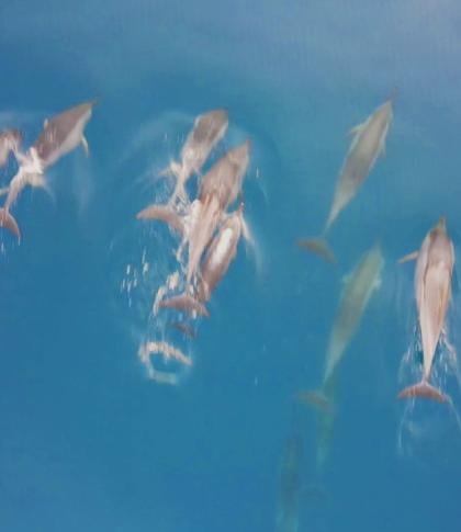 Watching Dolphins activity to do in mauritius