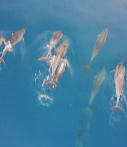 Watching Dolphins activity to do in mauritius