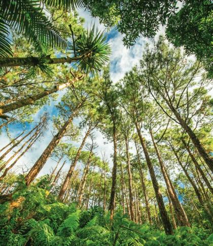 explore the natural parks of mauritius